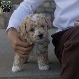 Xander, Bich-Poo Puppy